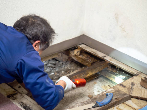 Home Mold Removal in Hopkins, MN