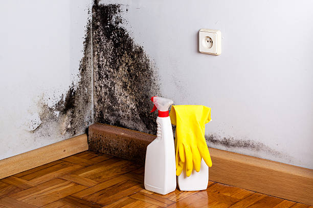 Best Attic Mold Removal  in Hopkins, MN