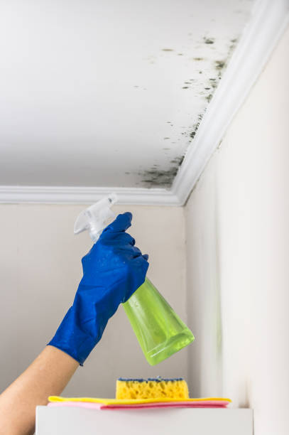 Mold Removal Process in Hopkins, MN